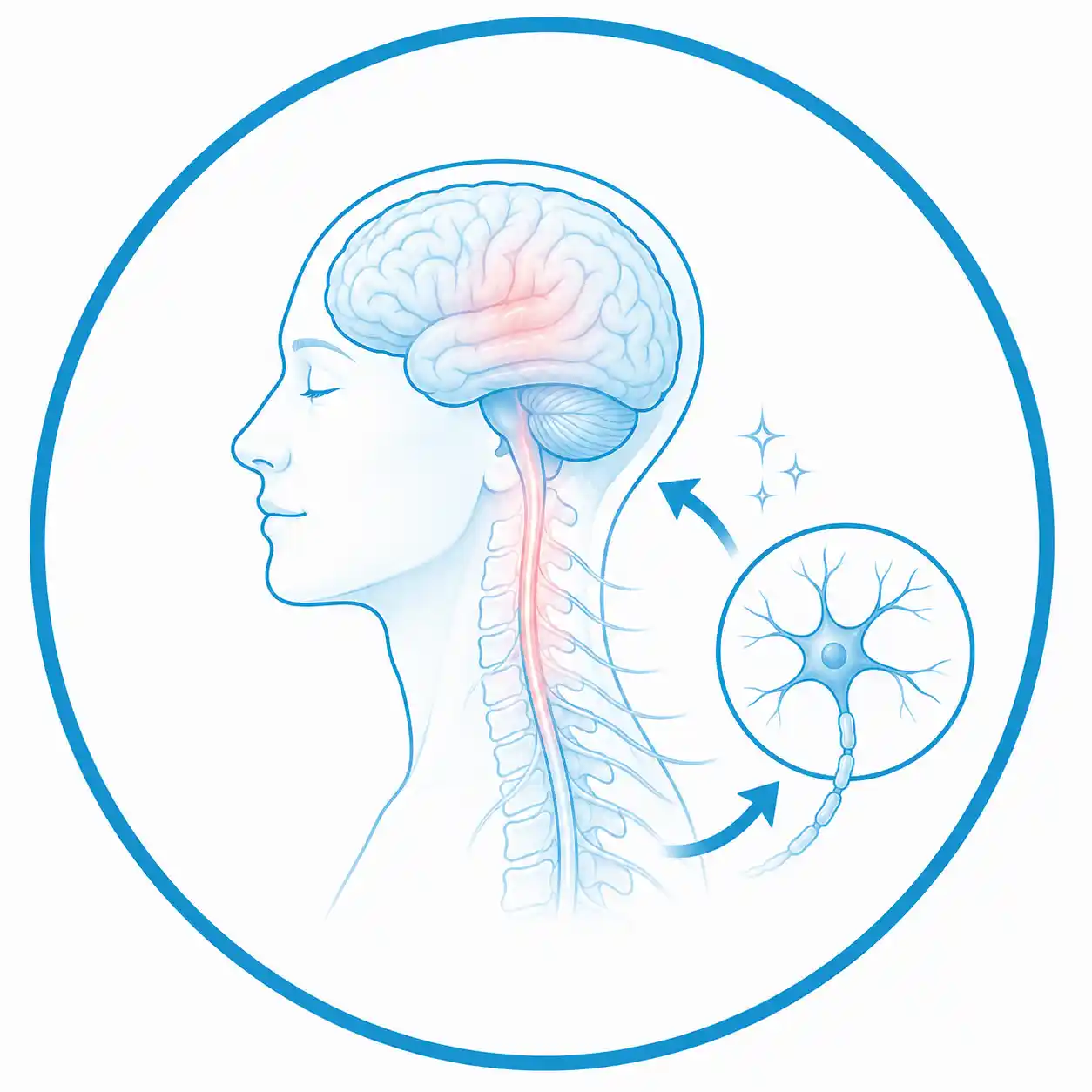 Ilustración médica de recuperación neurológica que muestra el cerebro, la médula espinal y una neurona para representar la regeneración y reparación del sistema nervioso.